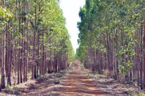 Discussões sobre Plano Estadual de Florestas chegam àAraguaína