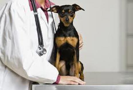 Prefeito autoriza criação de Clínica Veteriníria Municipal