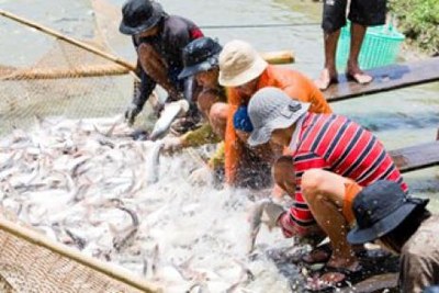 Prefeitura cria programa para desenvolver aquicultura familiar