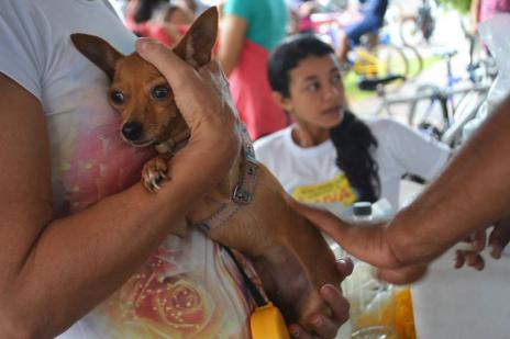 CCZ de Araguaína vacina 90% dos animais contra a raiva