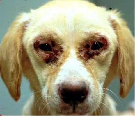 Prefeitura conscientiza população a entregar animais com Calazar