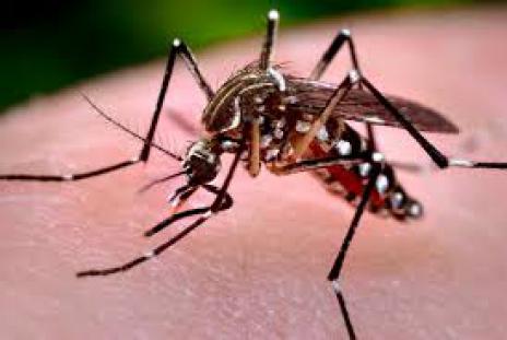 Prefeitura promove caminhada no Dia D de Combate a Dengue e Chikungunya
