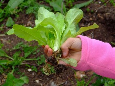 Projeto Sustentabilidade na Escola do MEC chega a Araguaína