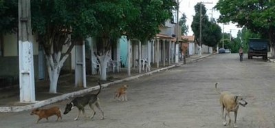 CCZ orienta donos de animais sobre posse responsável