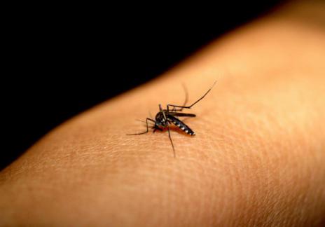 Encontro discute ações de combate a dengue, chikungunya e calazar