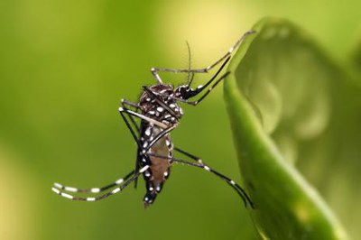 Prefeitura de Araguaína intensifica ação de combate ao mosquito Aedes aegypti