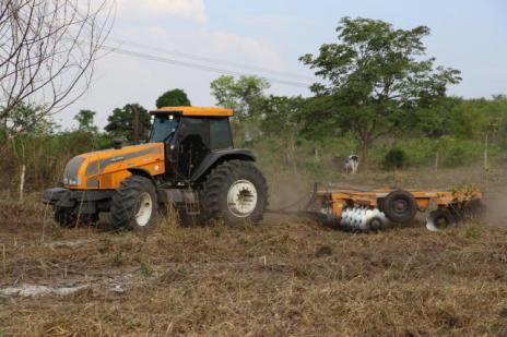 Agricultores familiares apostam na produção de abacaxi em Araguaína