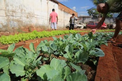 Projeto de ressocialização conta com horta da parceria entre Prefeitura e Judiciário