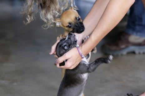 CCZ cria perfil no Facebook para divulgar projeto Adote