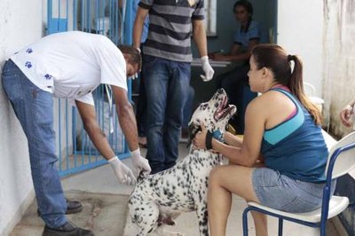 Começa a campanha de vacinação antirrábica em Araguaína