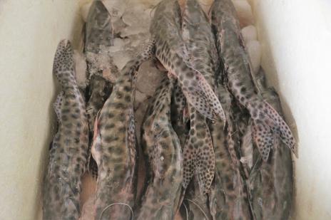 Prefeitura orienta e fiscaliza comércio de pescados  naSemana Santa