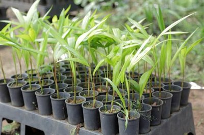 Duas mil mudas serão plantadas no Setor Araguaína Sul a partir deste sábado
