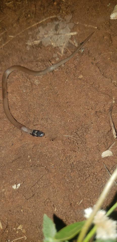 Meio Ambiente alerta para invasão de animais silvestres com aumento das queimadas