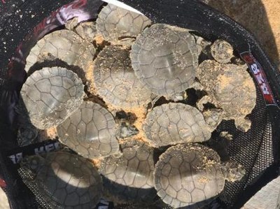 Tartarugas do Garimpinho terão proteção do Meio Ambiente de Araguaína