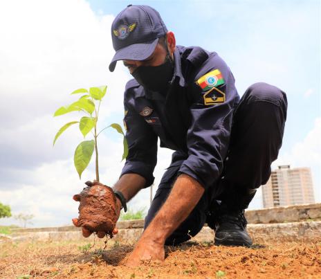 ASTT planta 100 árvores nativas em reposição as retiradas por questão de segurança