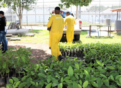 Bons exemplos: 300 mudas produzidas em presídio de Araguaína são doadas para plantio no Município