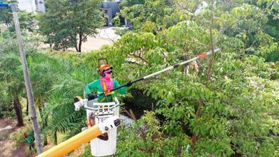 Infraestrutura segue cronograma de podas de árvores em espaços públicos