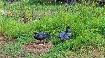 Monitoramento ambiental acompanha animais silvestres na região do Lago Azul