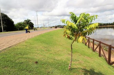 Prefeitura orienta população sobre plantio irregular de mudas em espaços públicos