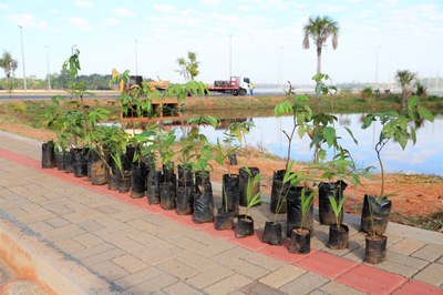 Conselho do Meio Ambiente de Araguaína tem duas vagas disponíveis para instituições