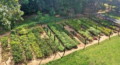 Nossos Serviços: Viveiro de Araguaína disponibiliza até 5 mudas por morador