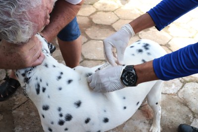 Mais de 27 mil cães e gatos foram vacinados contra a raiva em Araguaína
