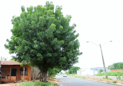Prefeitura de Araguaína reforça orientação aos moradores para não plantarem pés de Nim nas vias públicas