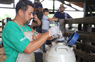 Araguaína avança com programa de inseminação artificial gratuita em bovinos