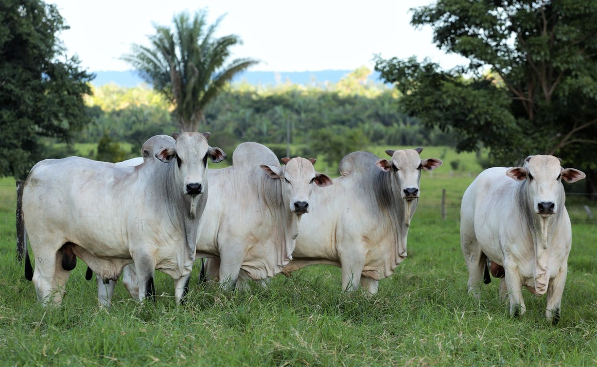 Exportações de carne de Araguaína aumentam 37% em 2024