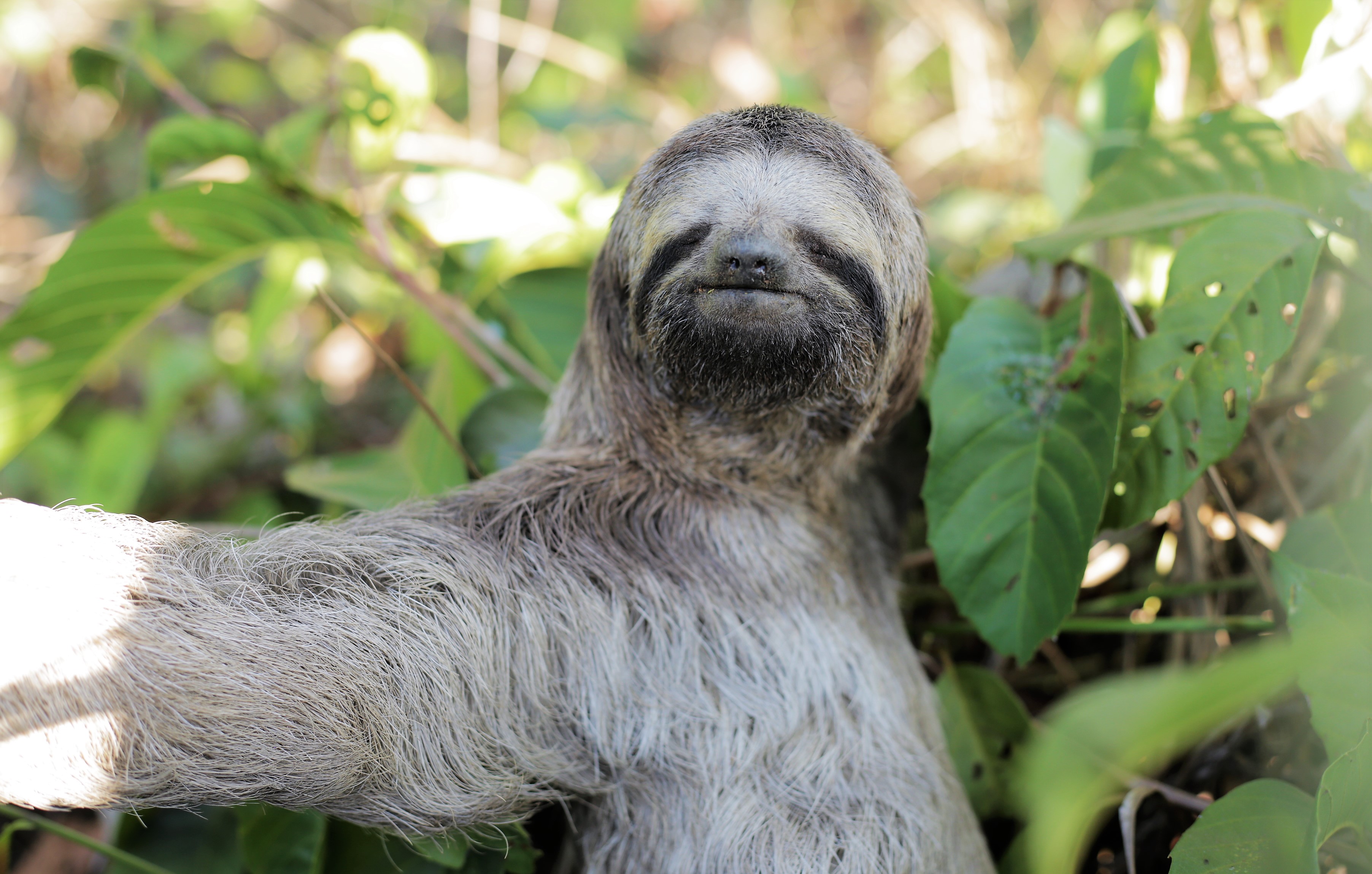 Meio Ambiente: entenda os riscos de alimentar animais silvestres