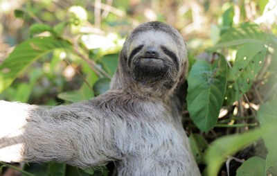 Meio Ambiente: entenda os riscos de alimentar animais silvestres