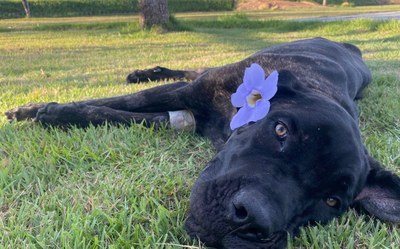 Prefeitura de Araguaína multa e denunciará tutor de cachorro ao MPTO por maus tratos e morte do animal