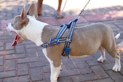 Saiba quais órgãos acionar em casos de maus tratos e fuga de animais domésticos