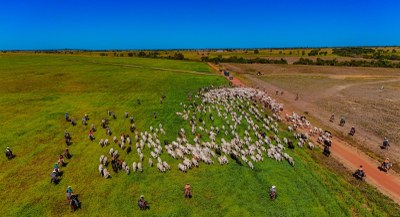 Tradição: pecuarista de Araguaína toca boiada de mais de 760 cabeças de gado passando por três municípios da região