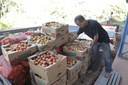 Araguaína abre credenciamento para agricultores familiares fornecerem alimentos a entidades beneficentes