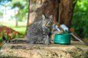 Araguaína reforça combate aos maus-tratos e amplia proteção aos animais