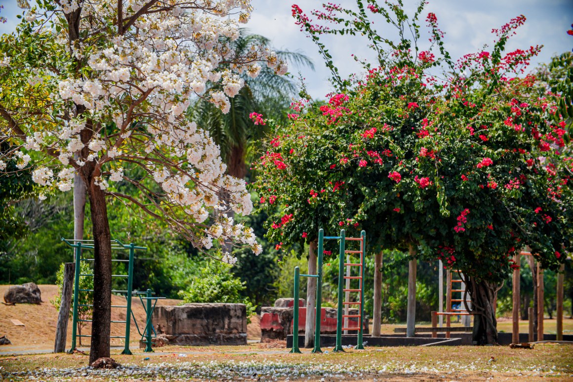 Florada dos Ipês transforma o Parque Cimba em cenário de contemplação e fotografia