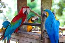 Instituto que trata de animais silvestres resgatados recebe apoio da Prefeitura de Araguaína