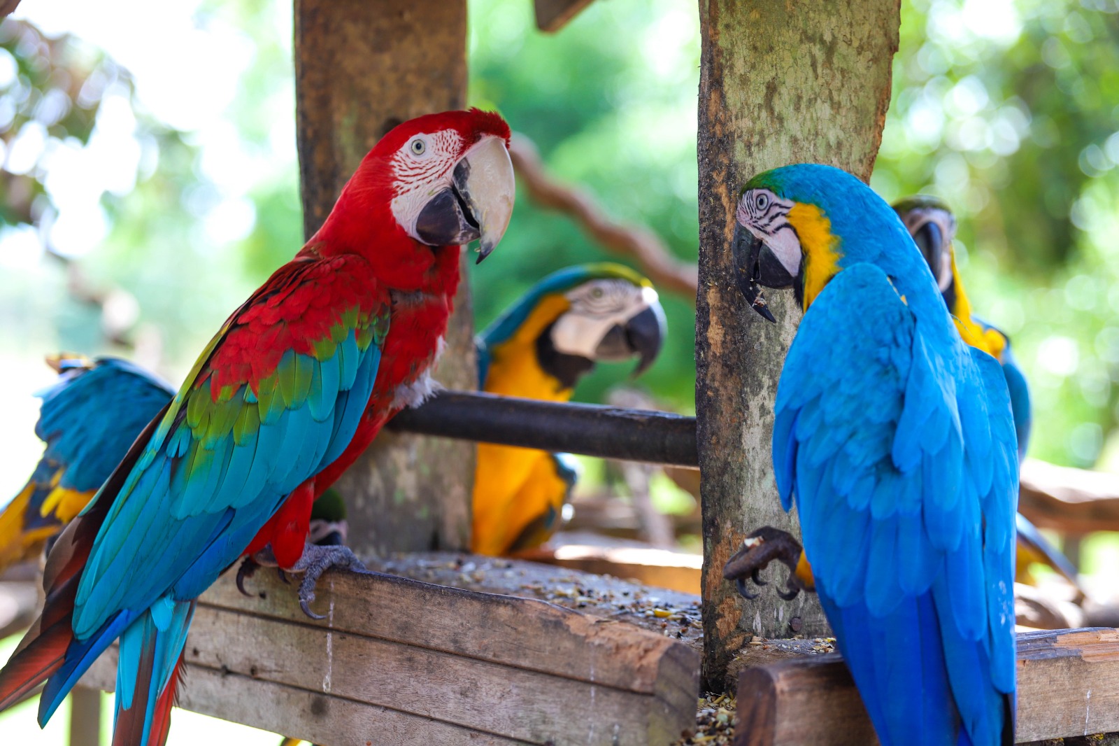 Local possui atualmente cerca 150 animais, entre várias espécies de aves, macacos, veados e outros