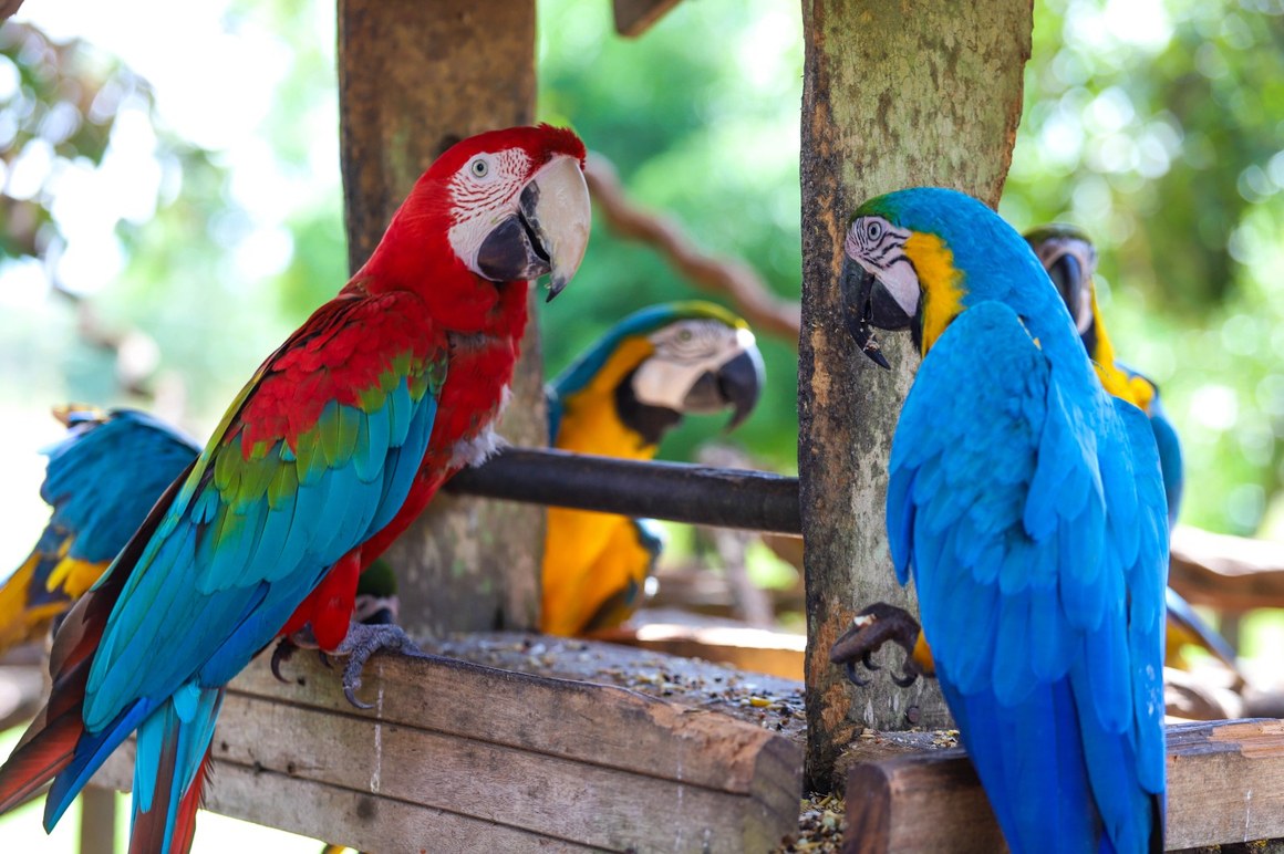 Instituto que trata de animais silvestres resgatados recebe apoio da Prefeitura de Araguaína