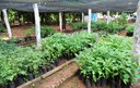 Prefeitura de Araguaína regulamenta doação de mudas, poda de árvores e compensação ambiental