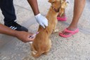 Vacinação antirrábica de cães e gatos avança em bairros de Araguaína